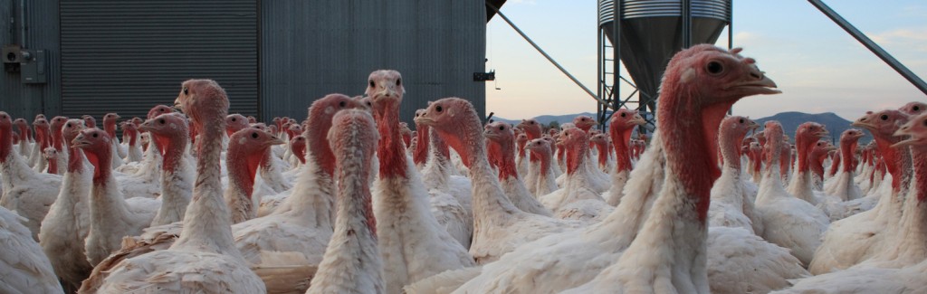 Poultry Processor Gobbles up Savings From Process Automation
