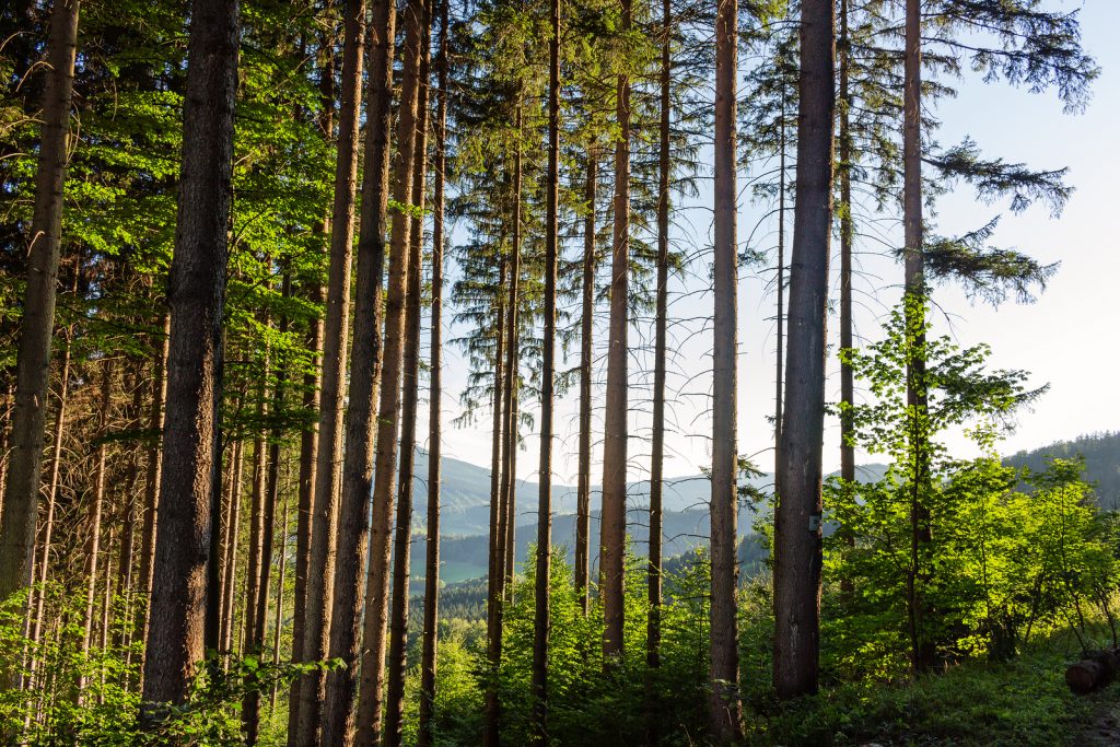 The American forestry industry faces multiple large-scale challenges that threaten to erode recent gains and must address them to ensure future success.